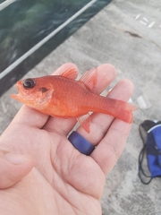 Apogon maculatus