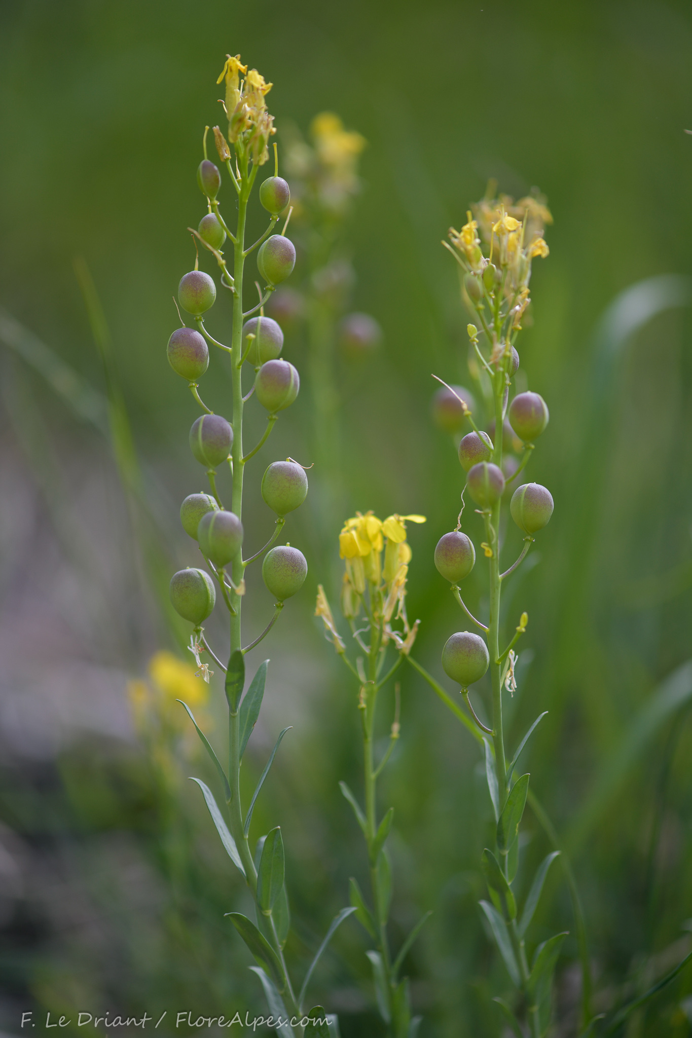 Alyssoides utriculata