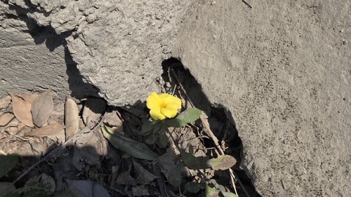 Yellow flax (Reinwardtia indica)