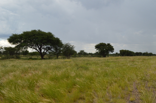 Camel Thorn