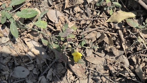 Reinwardtia indica, photograph 6