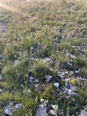 Ornithogalum comosum, photograph author not stated, no rights reserved