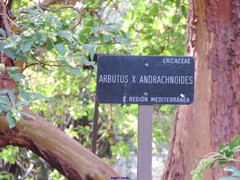 Arbutus × andrachnoides