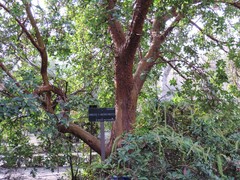 Arbutus × andrachnoides