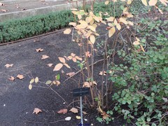 Zenobia pulverulenta