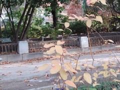 Zenobia pulverulenta