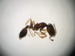 Monomorium chinense