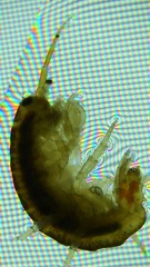 Dikerogammarus