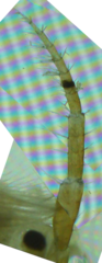 Dikerogammarus