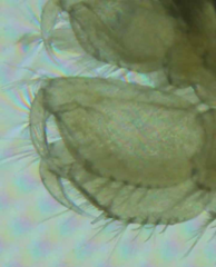 Dikerogammarus