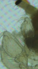Dikerogammarus
