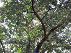 Arbutus × andrachnoides