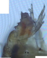 Dikerogammarus