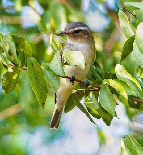 Warbling Vireo (Vireo gilvus), photo 1