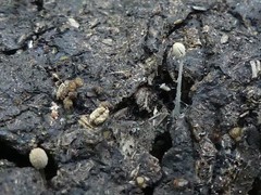 Coprinopsis stercorea