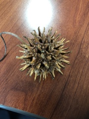 Liquidambar styraciflua