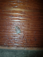 Homona mermerodes