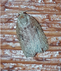 Homona mermerodes