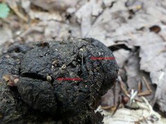 Coprinopsis stercorea