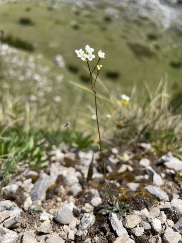 Rock kernera (Kernera saxatilis)