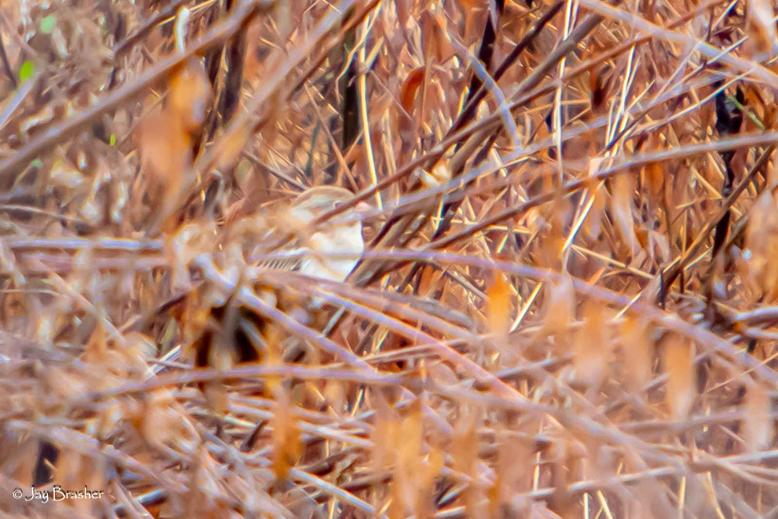 Field Sparrow (Spizella pusilla), photo 6