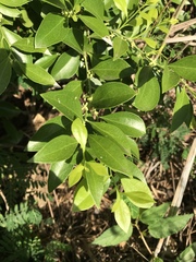 Schaefferia frutescens