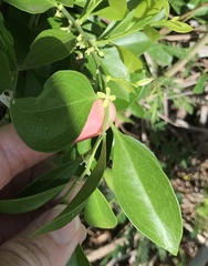 Schaefferia frutescens