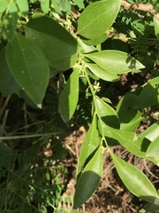 Schaefferia frutescens