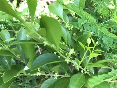 Schaefferia frutescens