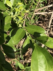 Schaefferia frutescens