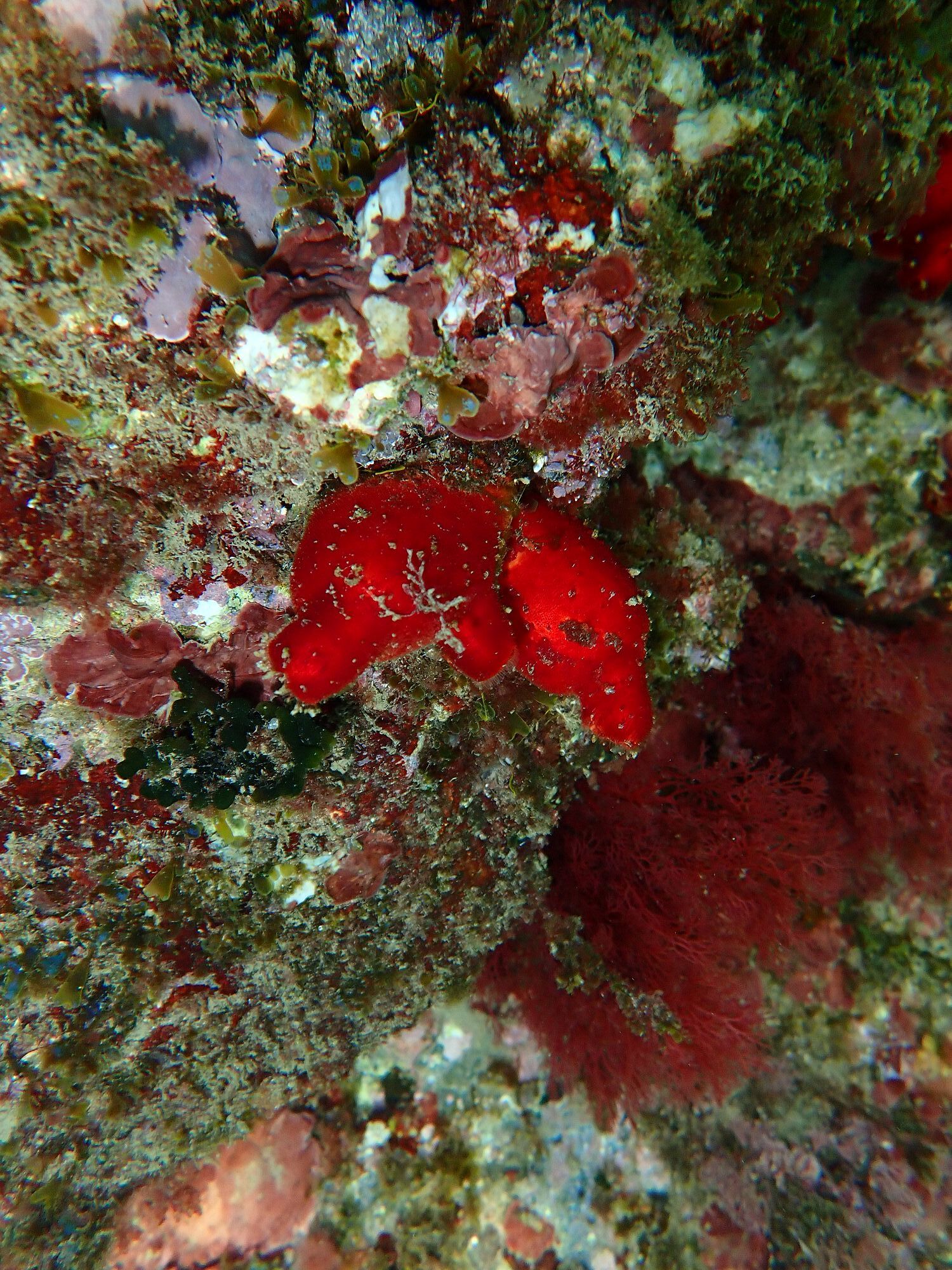 Halocynthia papillosa (Linnaeus, 1767)