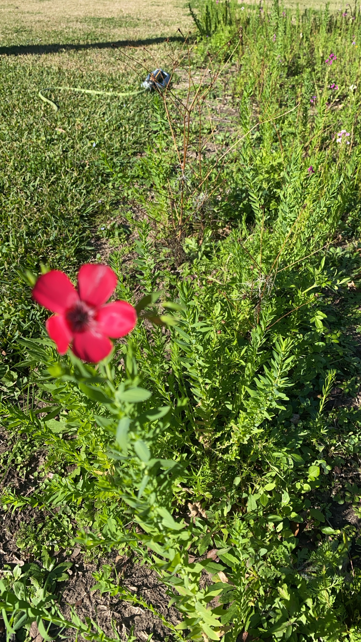 Scarlet flax