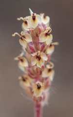 Plantago patagonica