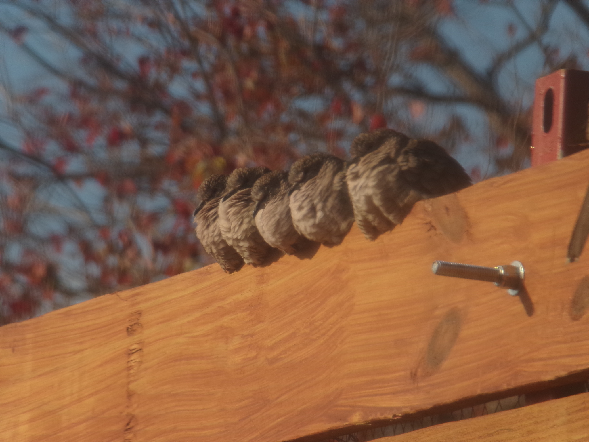 Inca Dove (Columbina inca), photo 3
