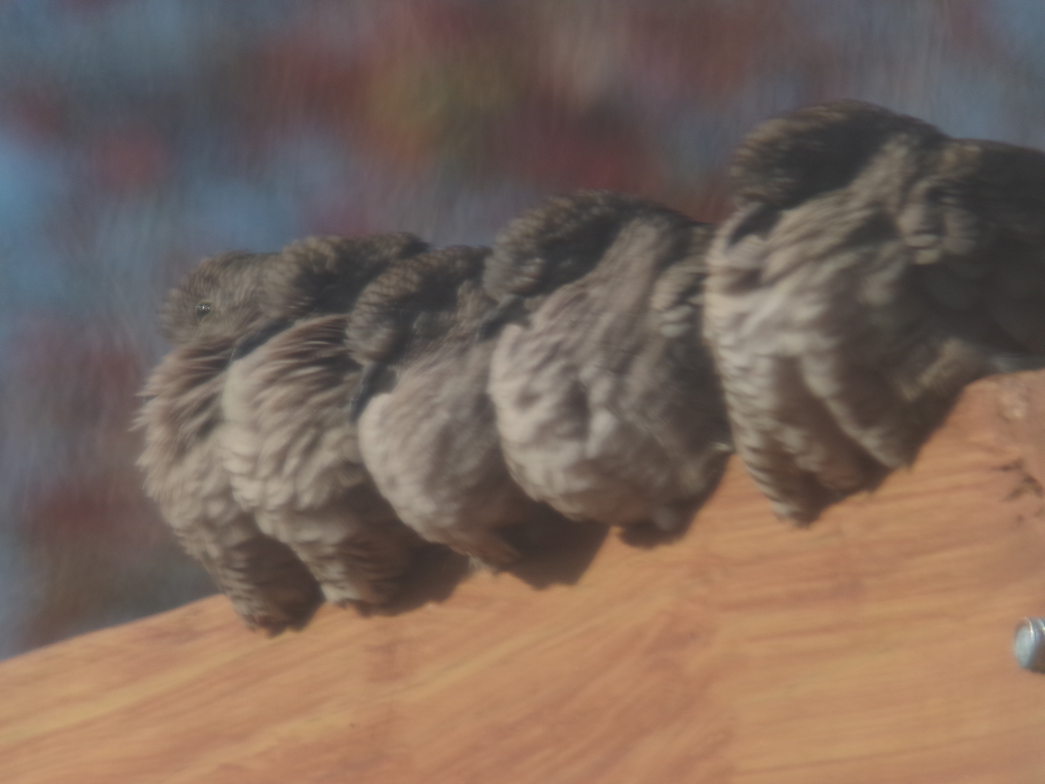 Inca Dove (Columbina inca), photo 8