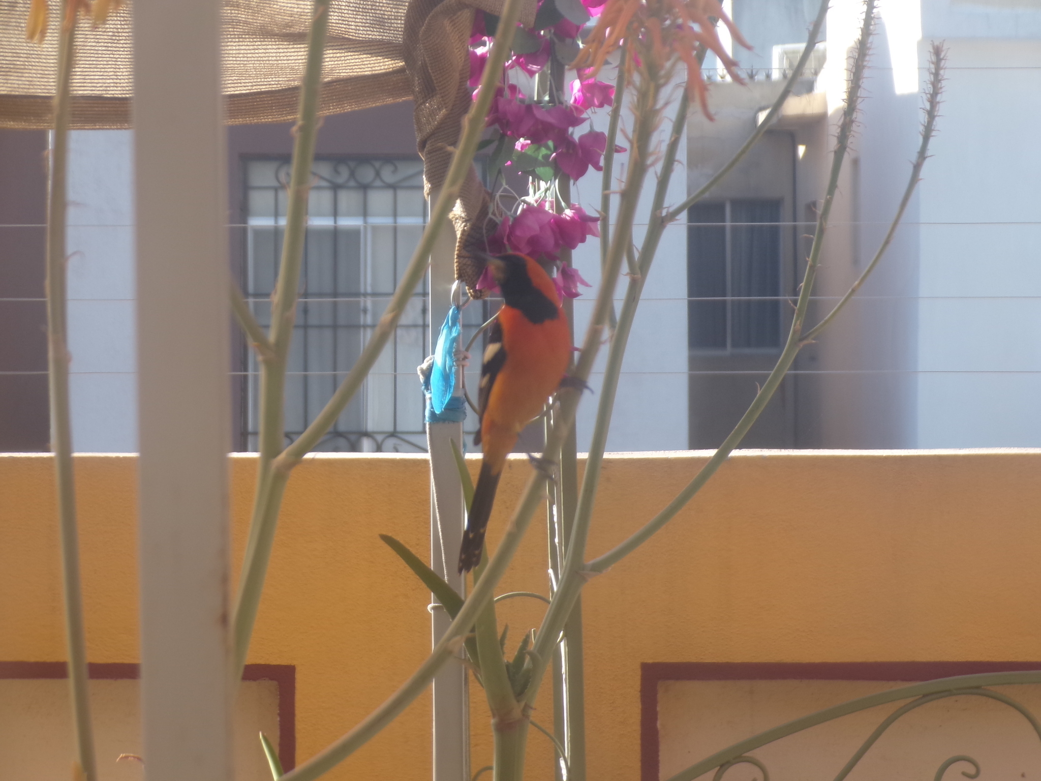 Hooded Oriole (Icterus cucullatus), photo 2