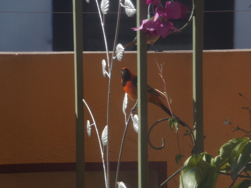 Hooded Oriole (Icterus cucullatus), photo 3