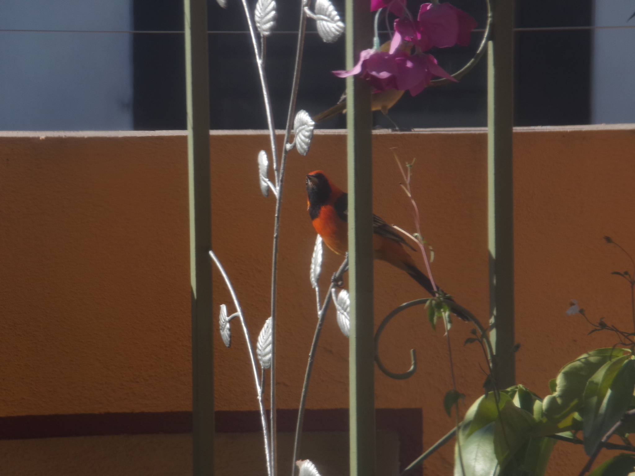 Hooded Oriole (Icterus cucullatus), photo 3