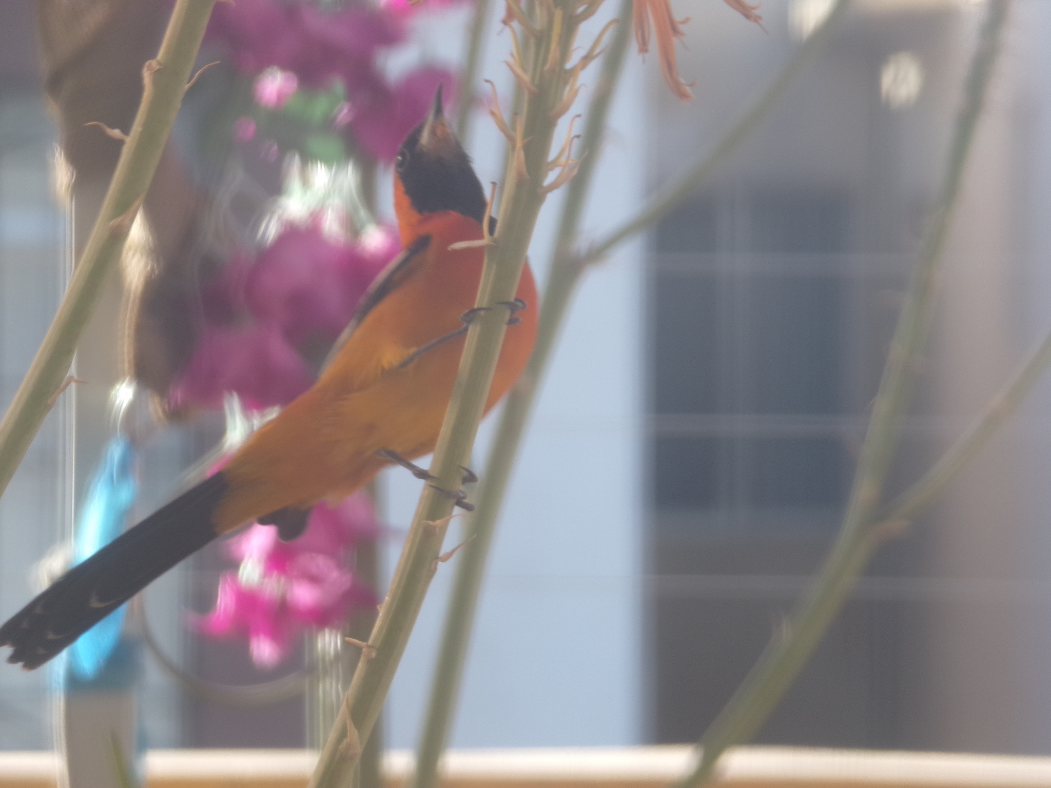Hooded Oriole (Icterus cucullatus), photo 8