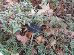 Rhododendron nakaharai