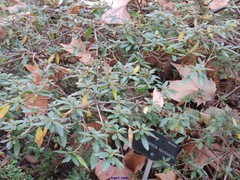 Rhododendron nakaharai