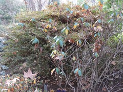 Rhododendron cinnabarinum