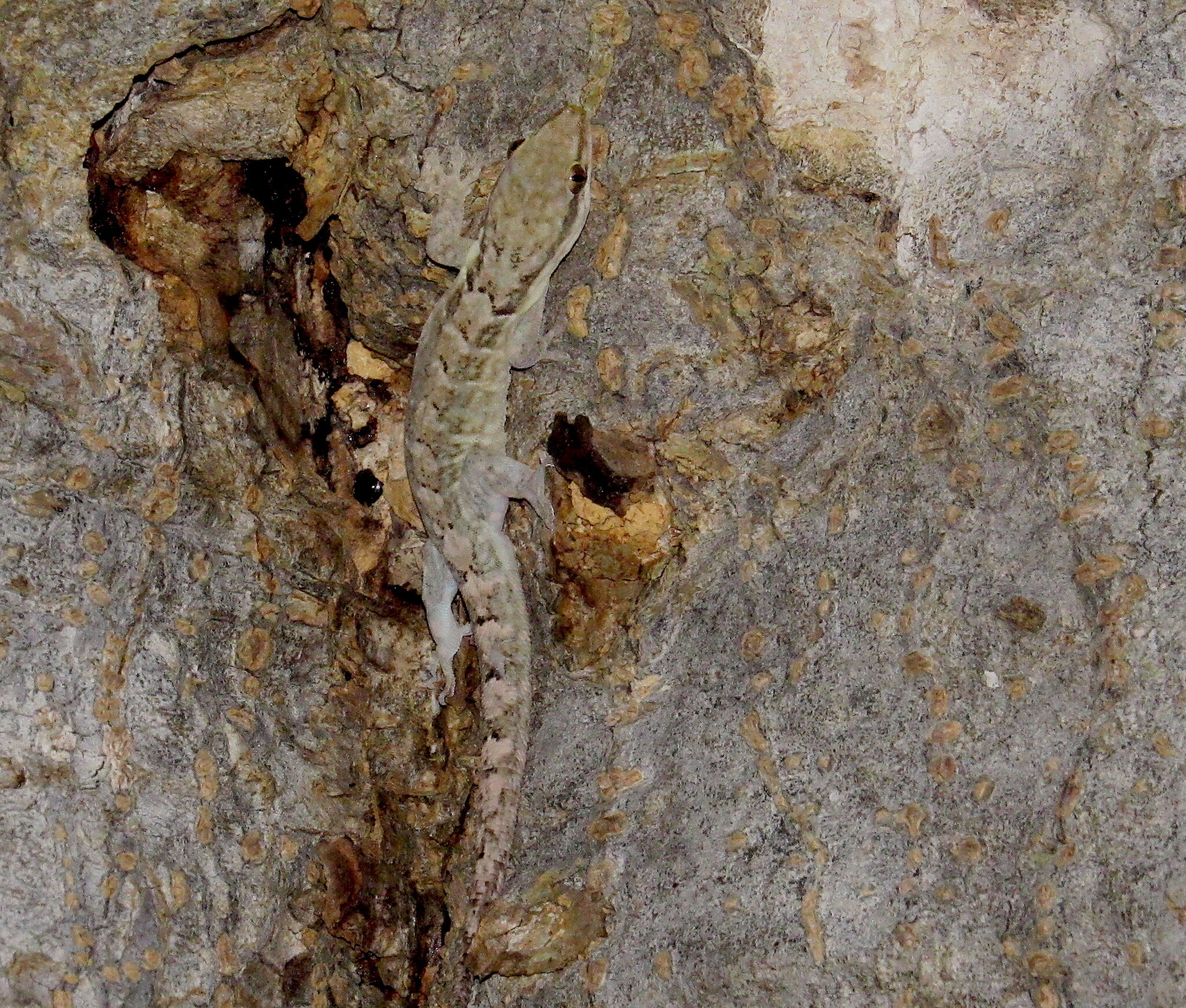 Hispaniolan Croaking Gecko photo 3