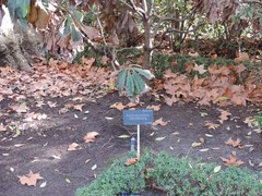 Rhododendron sinogrande