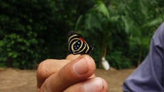 Callicore maronensis