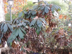 Rhododendron sinogrande