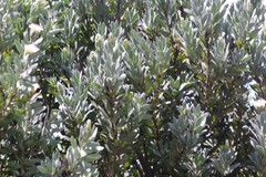 Protea subvestita