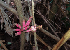 Passiflora longiracemosa
