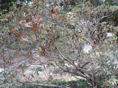 Rhododendron augustinii