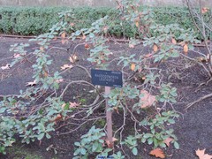 Rhododendron leucaspis